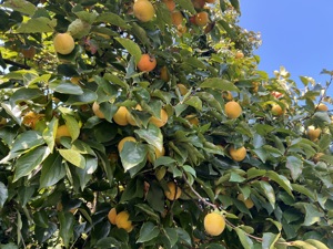 IMG 0833