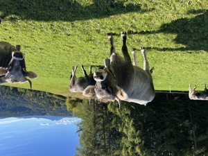 IMG 0397